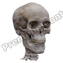 Skull Human Base 3D Scan